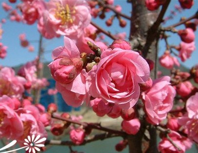 薔薇科榆葉梅知識簡介